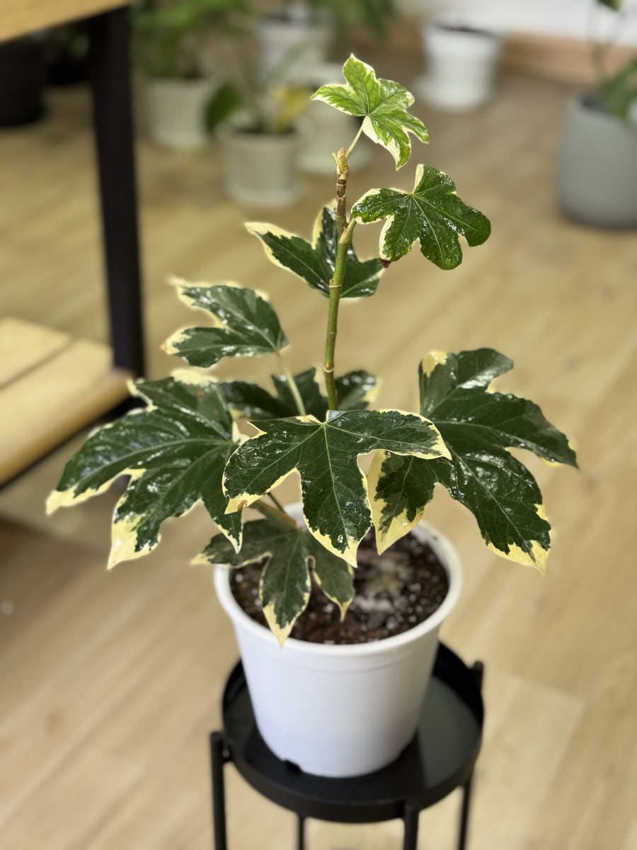 ARALIA JAPONICA VARIEGADA1