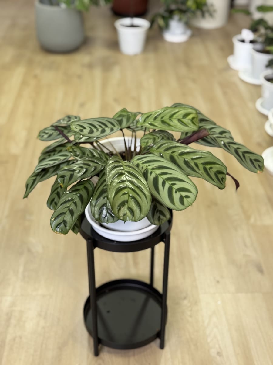 CALATHEA BURLE- MAXII L3