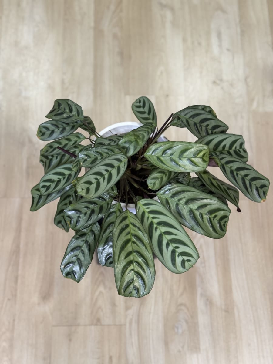 CALATHEA BURLE- MAXII L2