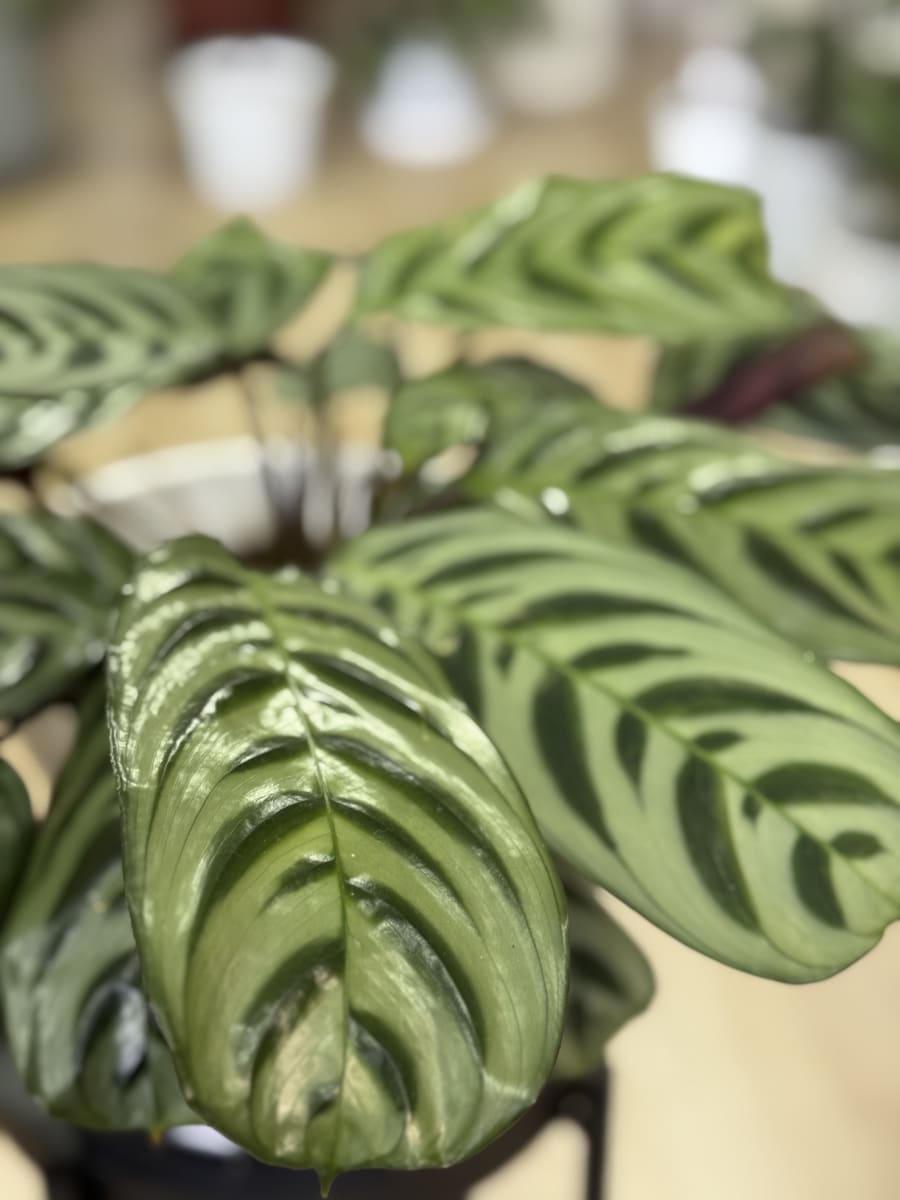 CALATHEA BURLE- MAXII L1
