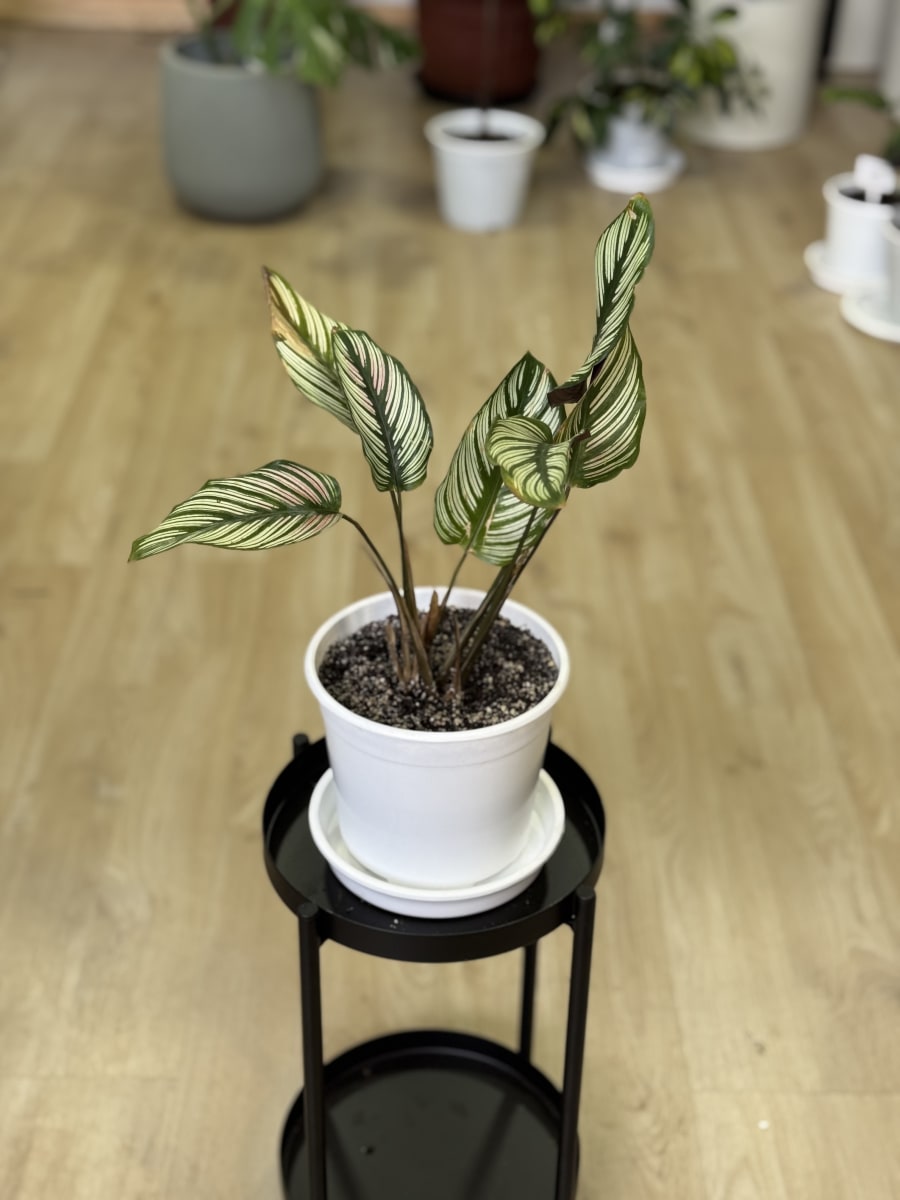 CALATHEA FREDDIE2