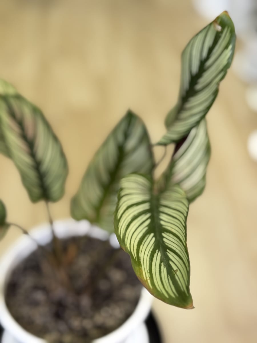 CALATHEA FREDDIE1