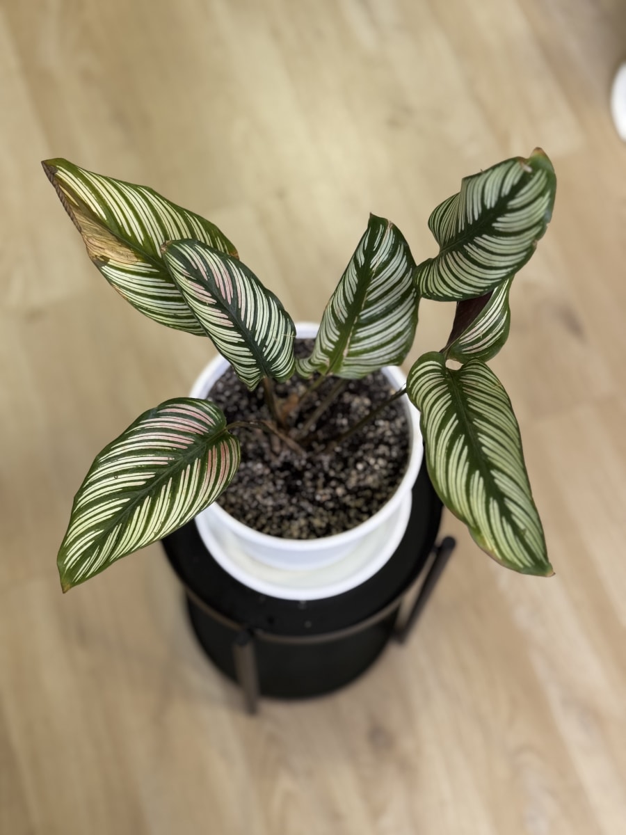 CALATHEA FREDDIE3