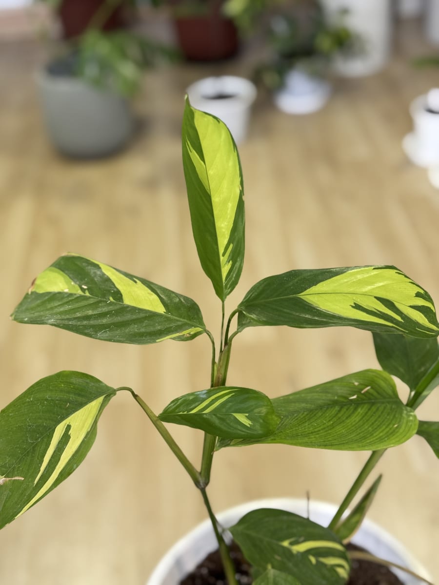 CTENANTHE LUBBERSIANA2