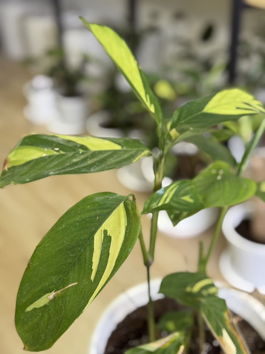 CTENANTHE LUBBERSIANA1