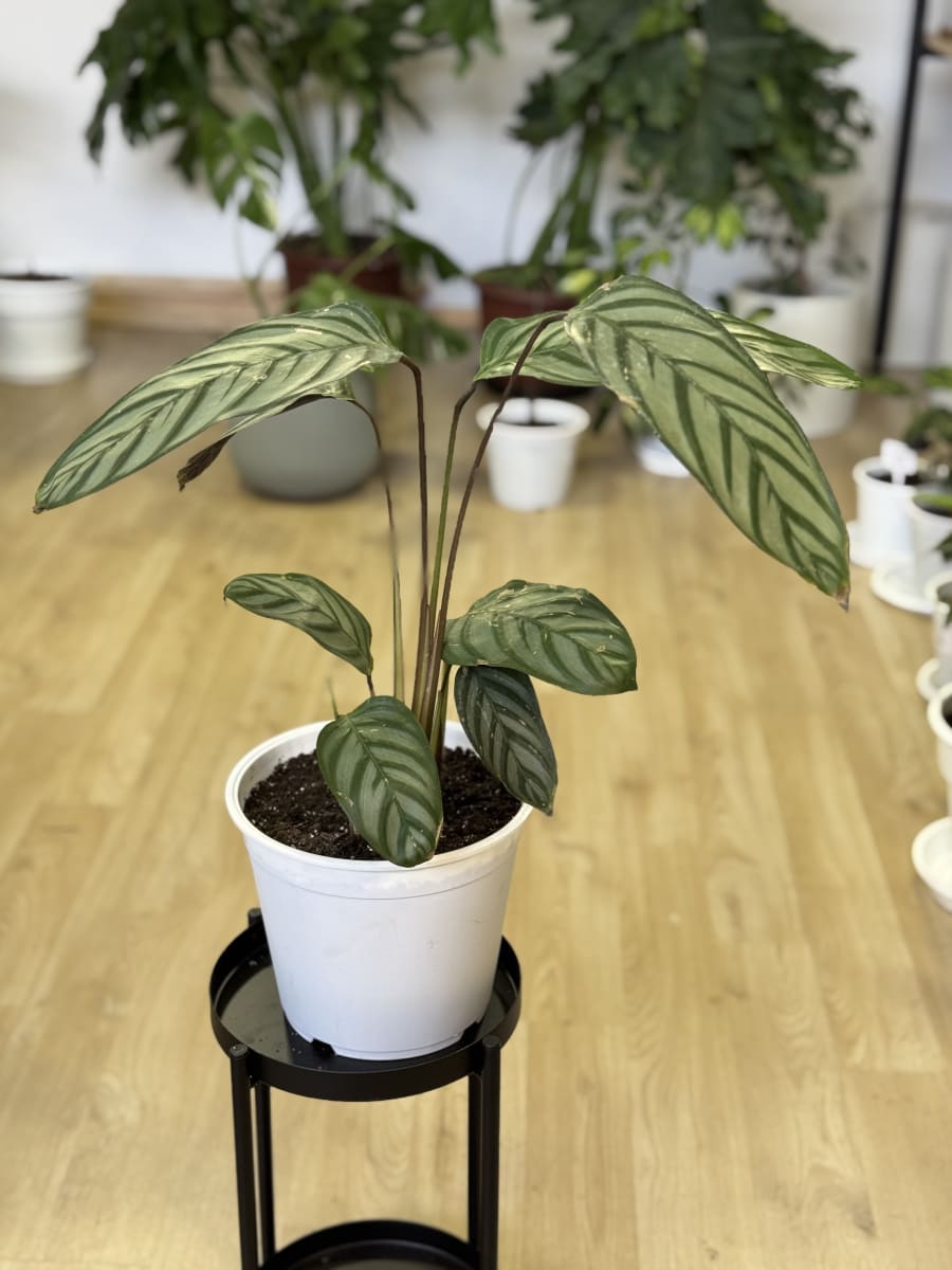 CTENANTHE SETOSA (Grey Star)3