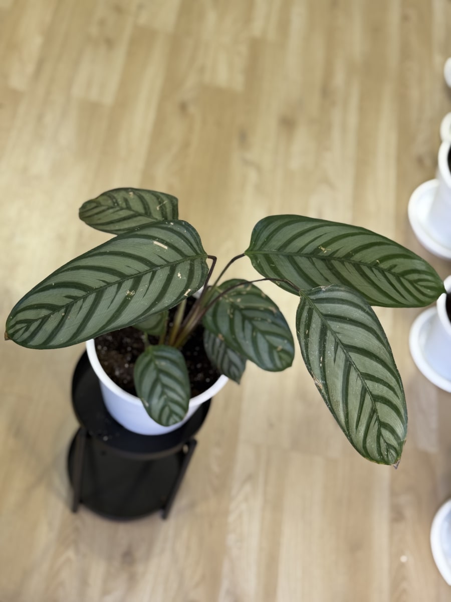 CTENANTHE SETOSA (Grey Star)2