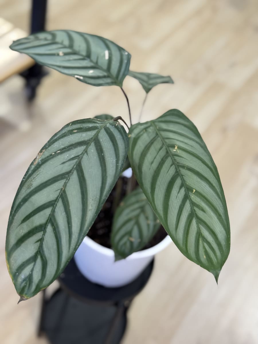 CTENANTHE SETOSA (Grey Star)1