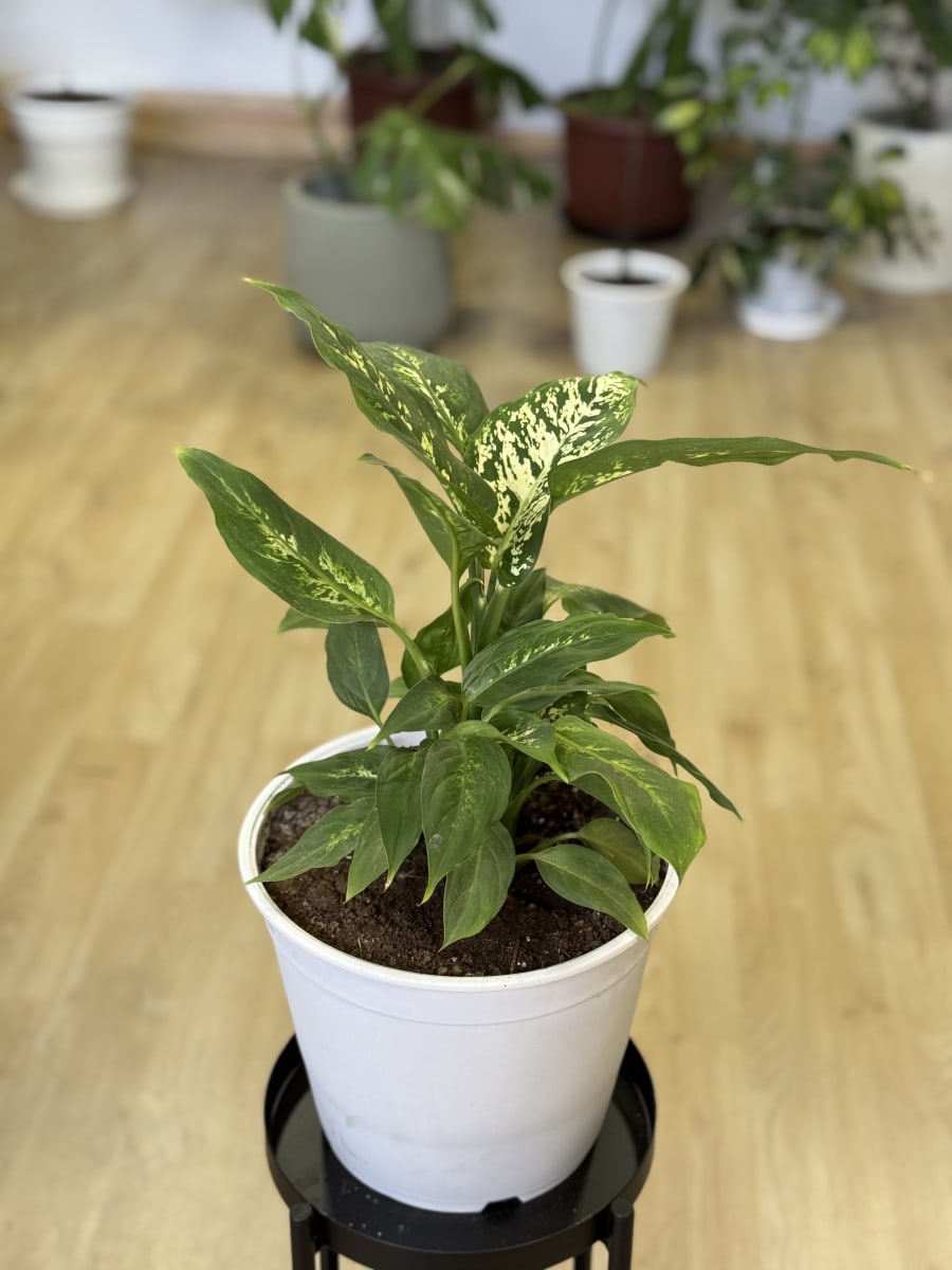 DIFEMBAQUIA (Diffenbachia spp.)2