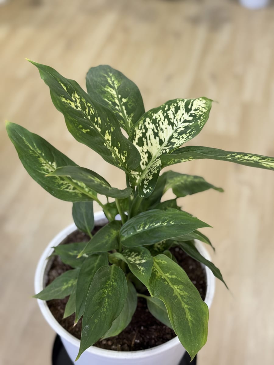 DIFEMBAQUIA (Diffenbachia spp.)1