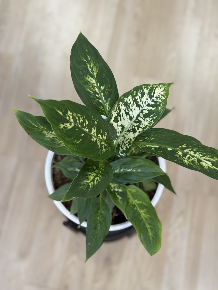 DIFEMBAQUIA (Diffenbachia spp.)3