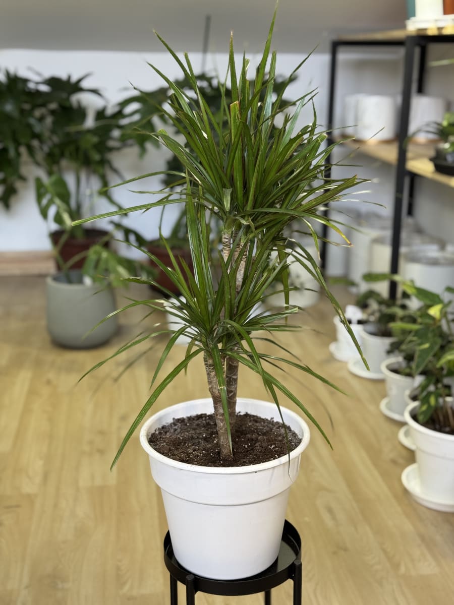 DRACENA MARGINATA (Dracaena marginata)1