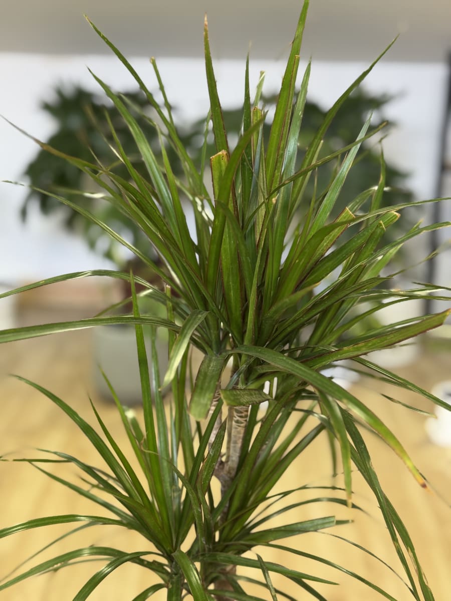 DRACENA MARGINATA (Dracaena marginata)3