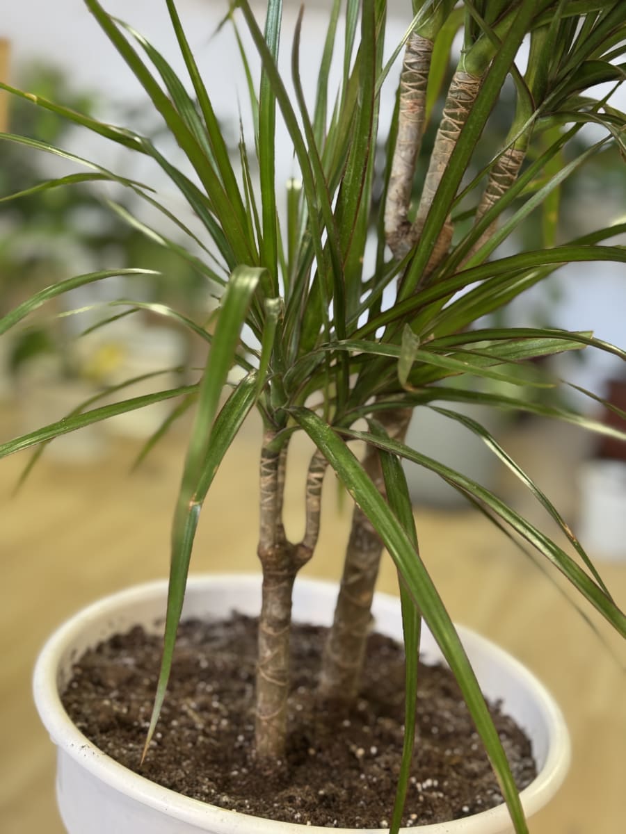 DRACENA MARGINATA (Dracaena marginata)2