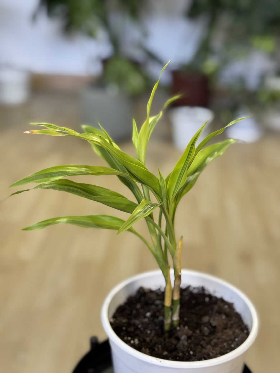DRACENA SANDERIANA LEMON2