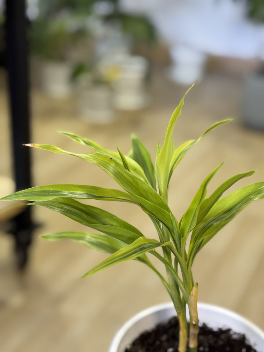 DRACENA SANDERIANA LEMON1