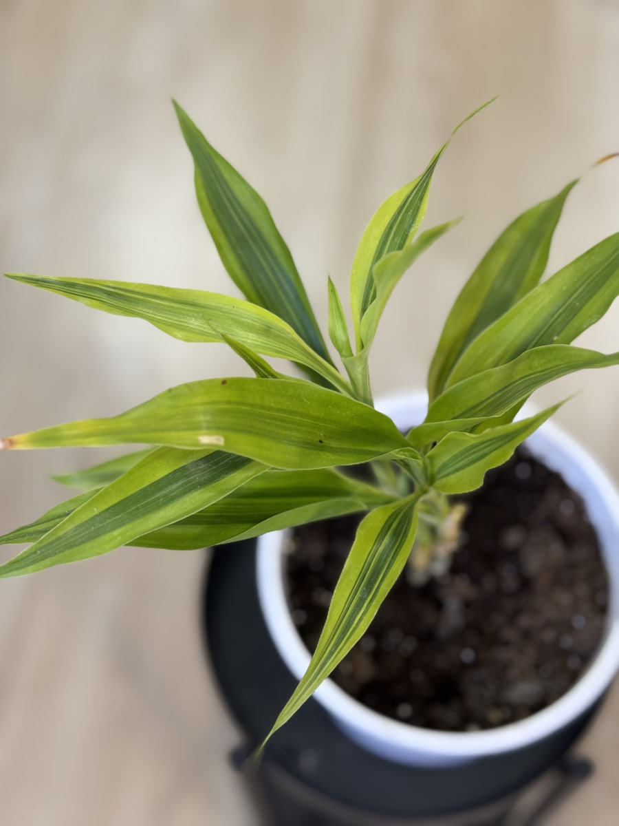 DRACENA SANDERIANA LEMON3