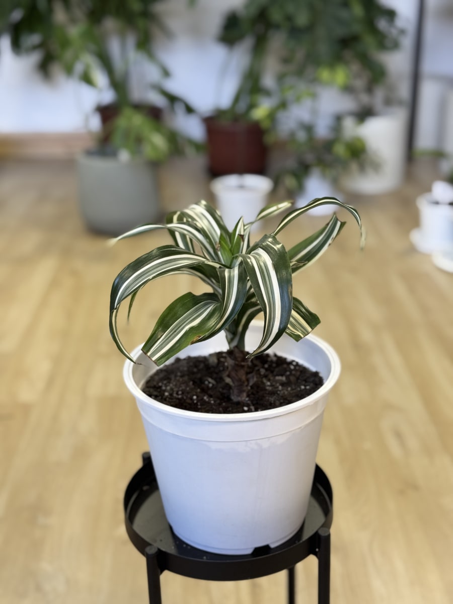 DRACENA FRAGANS WARNEKI2