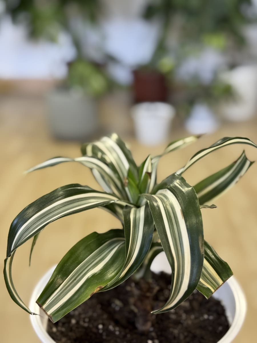DRACENA FRAGANS WARNEKI1