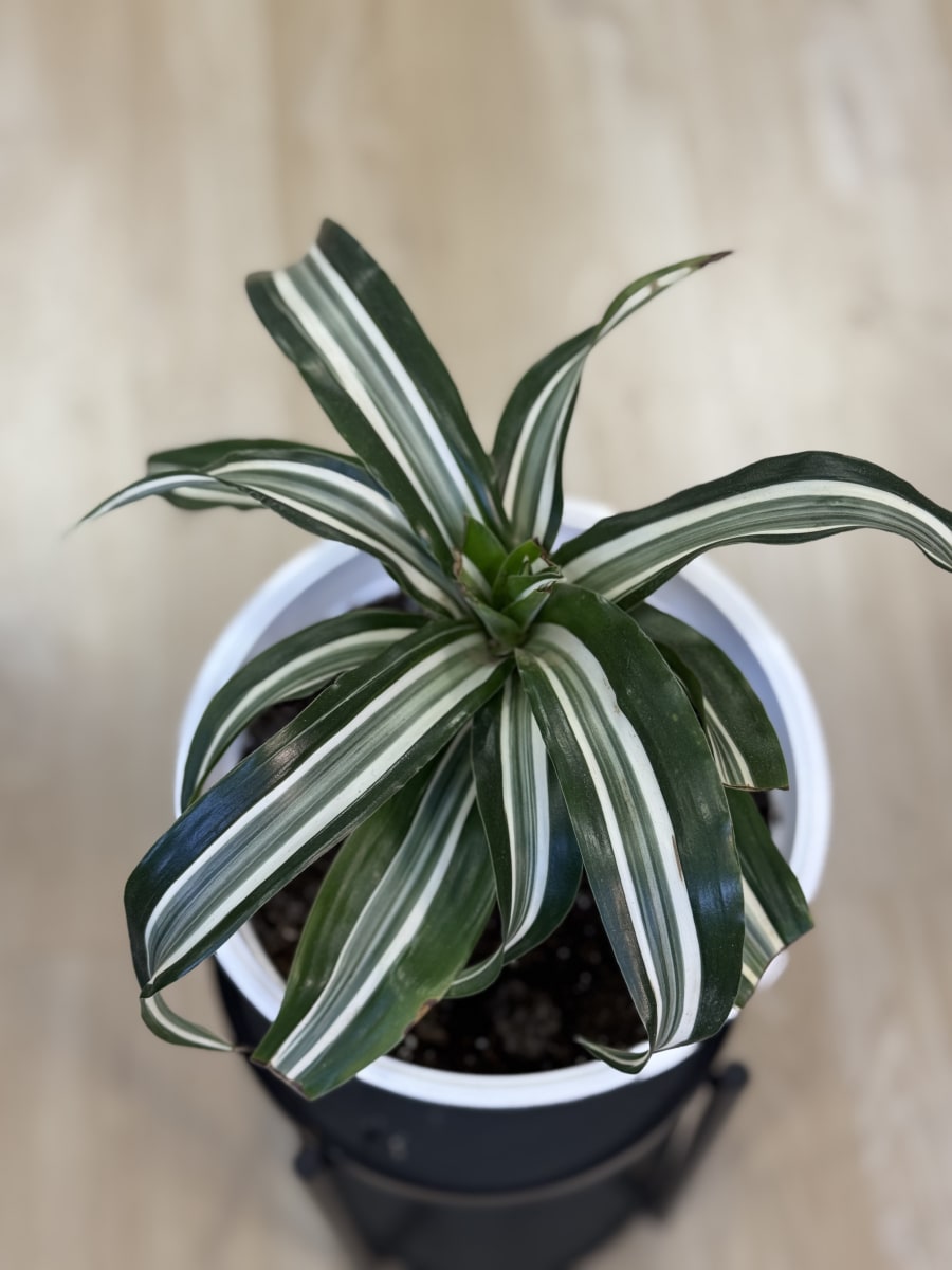 DRACENA FRAGANS WARNEKI3