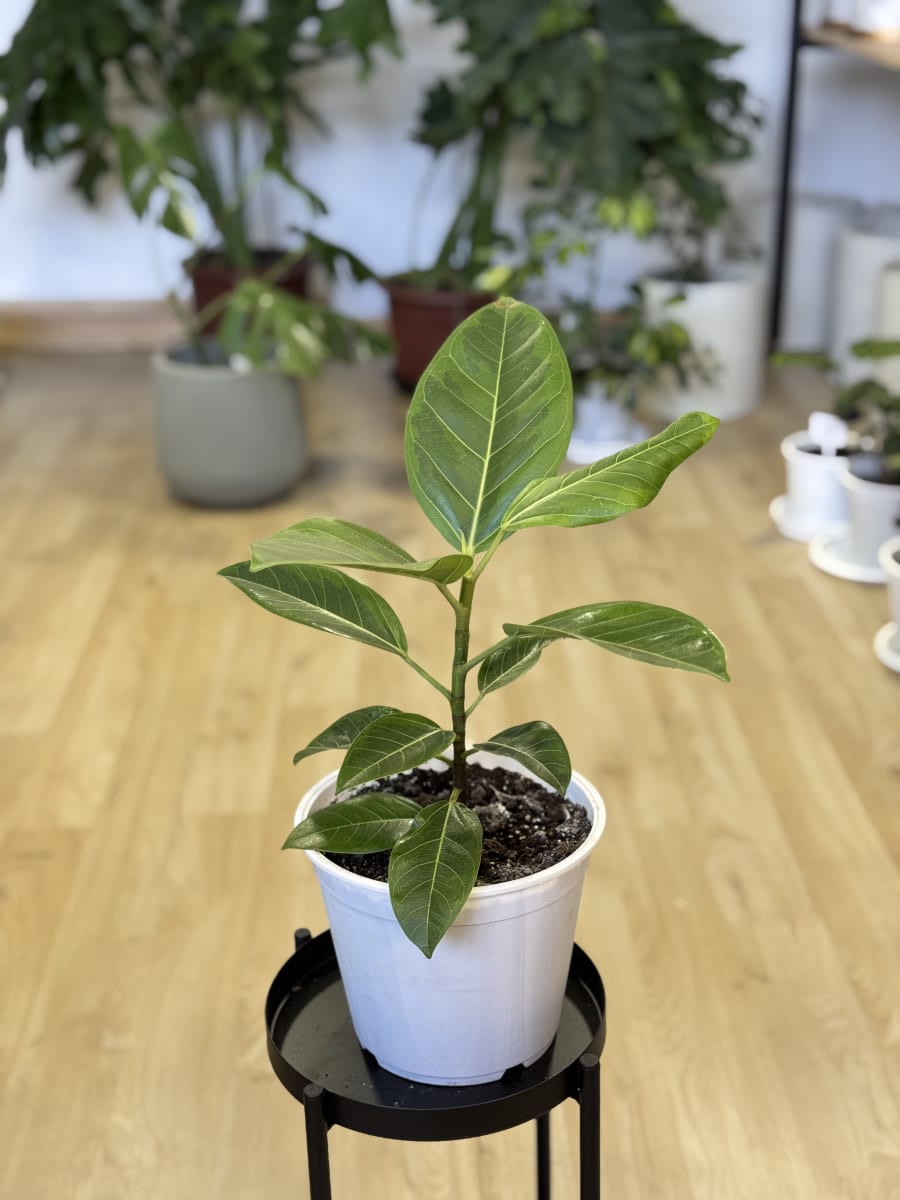 GOMERO ALTISSIMA (Ficus altissima)2