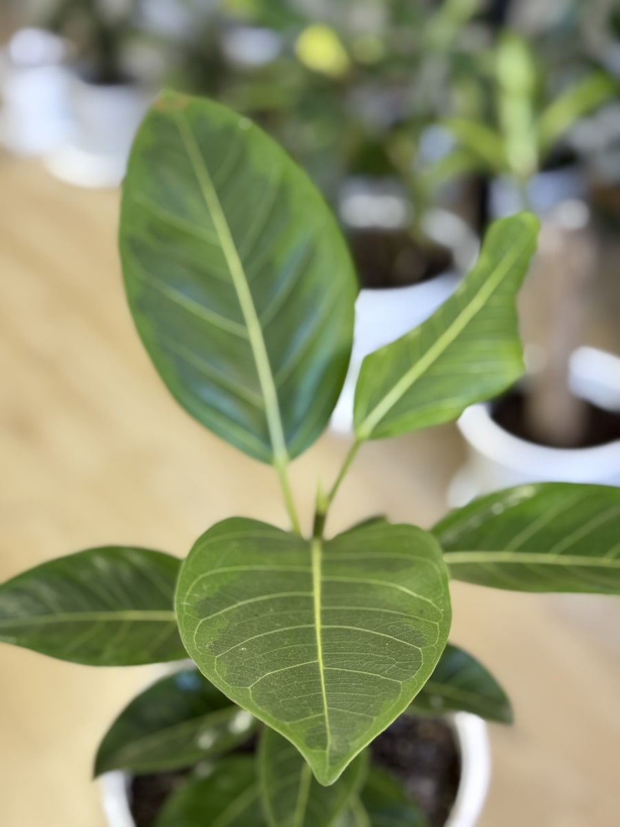 GOMERO ALTISSIMA (Ficus altissima)1