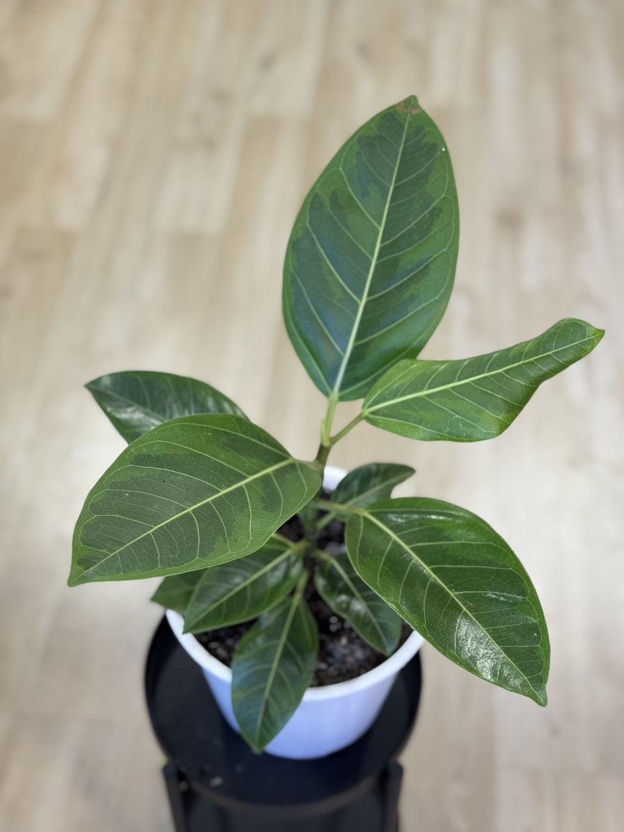 GOMERO ALTISSIMA (Ficus altissima)3