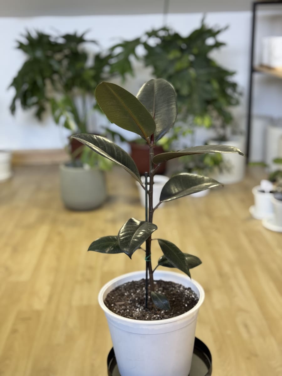 GOMERO BURGUNDY (Ficus elastica Burgundy)3