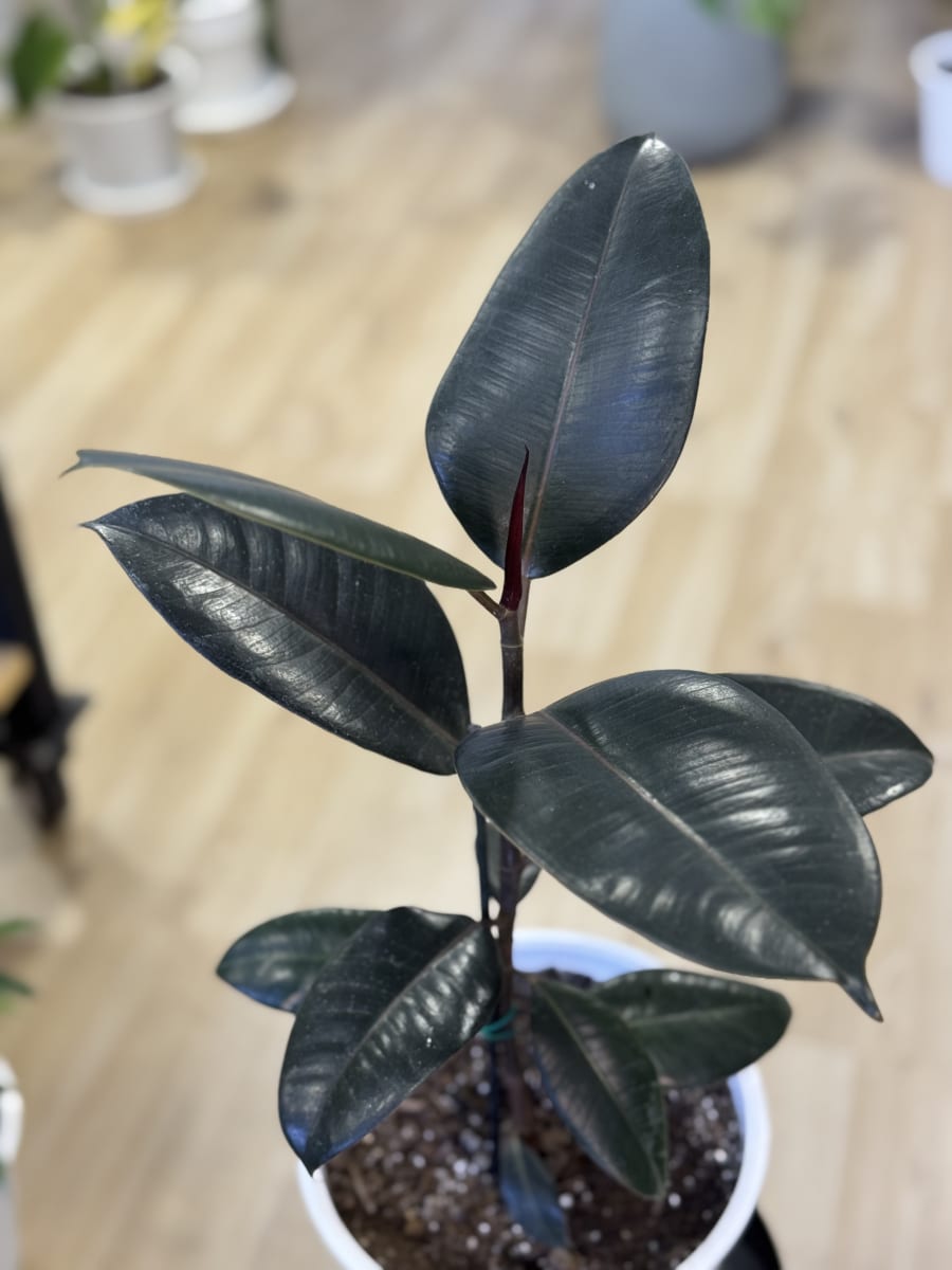 GOMERO BURGUNDY (Ficus elastica Burgundy)1