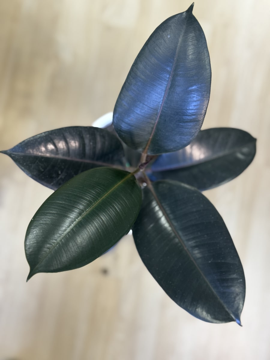GOMERO BURGUNDY (Ficus elastica Burgundy)2