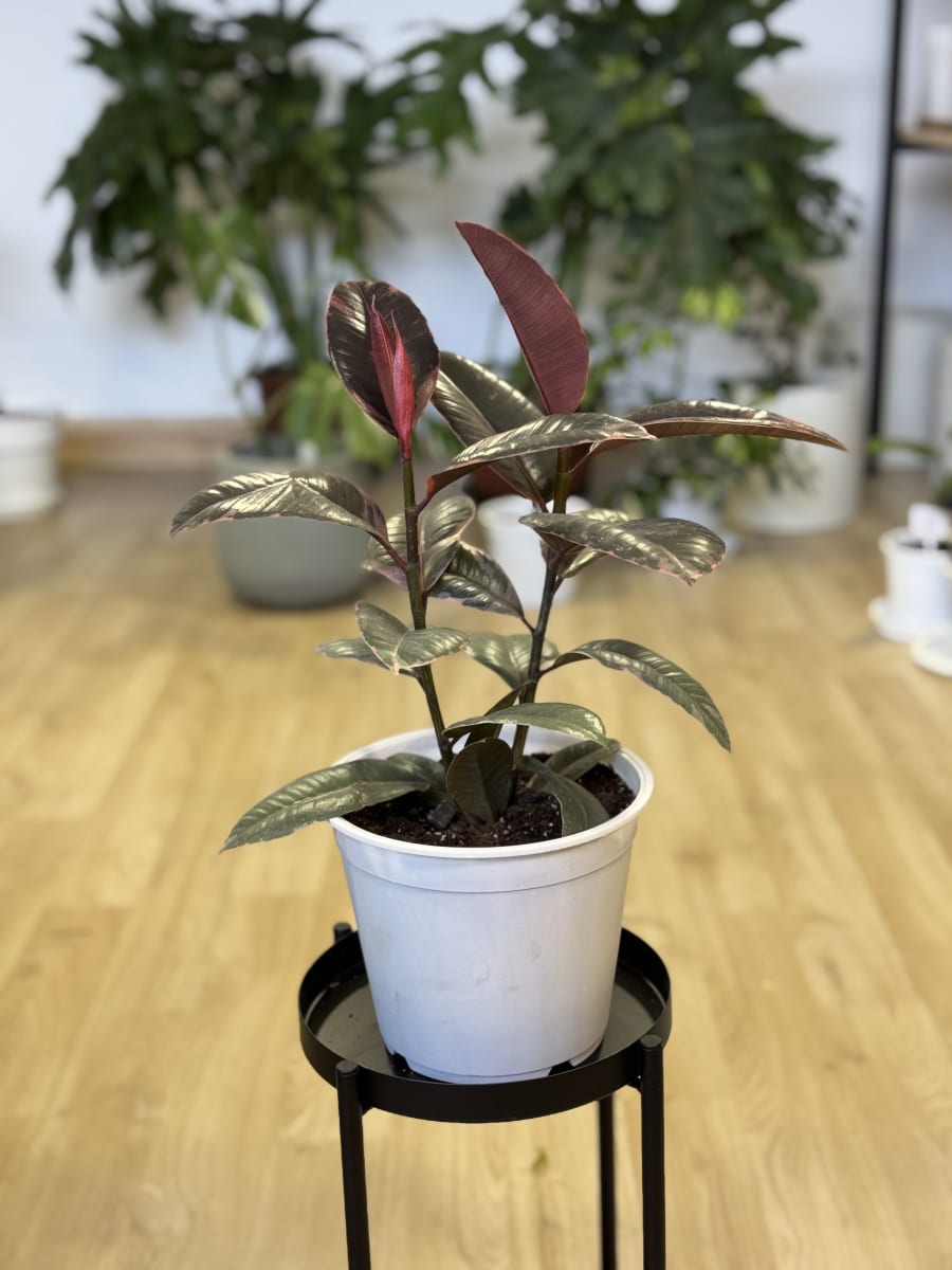 GOMERO RUBY (Ficus elastica Ruby)3