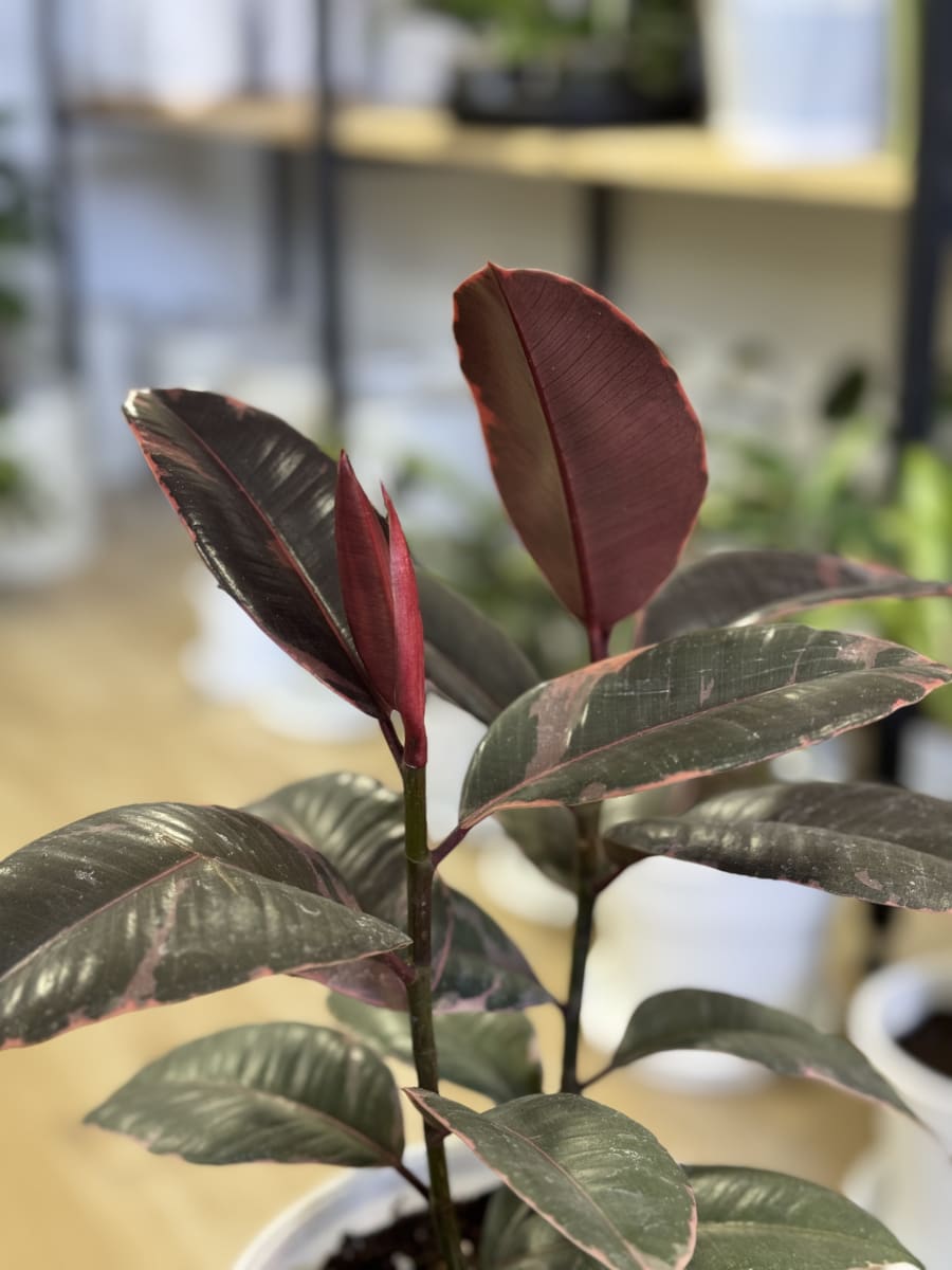 GOMERO RUBY (Ficus elastica Ruby)2