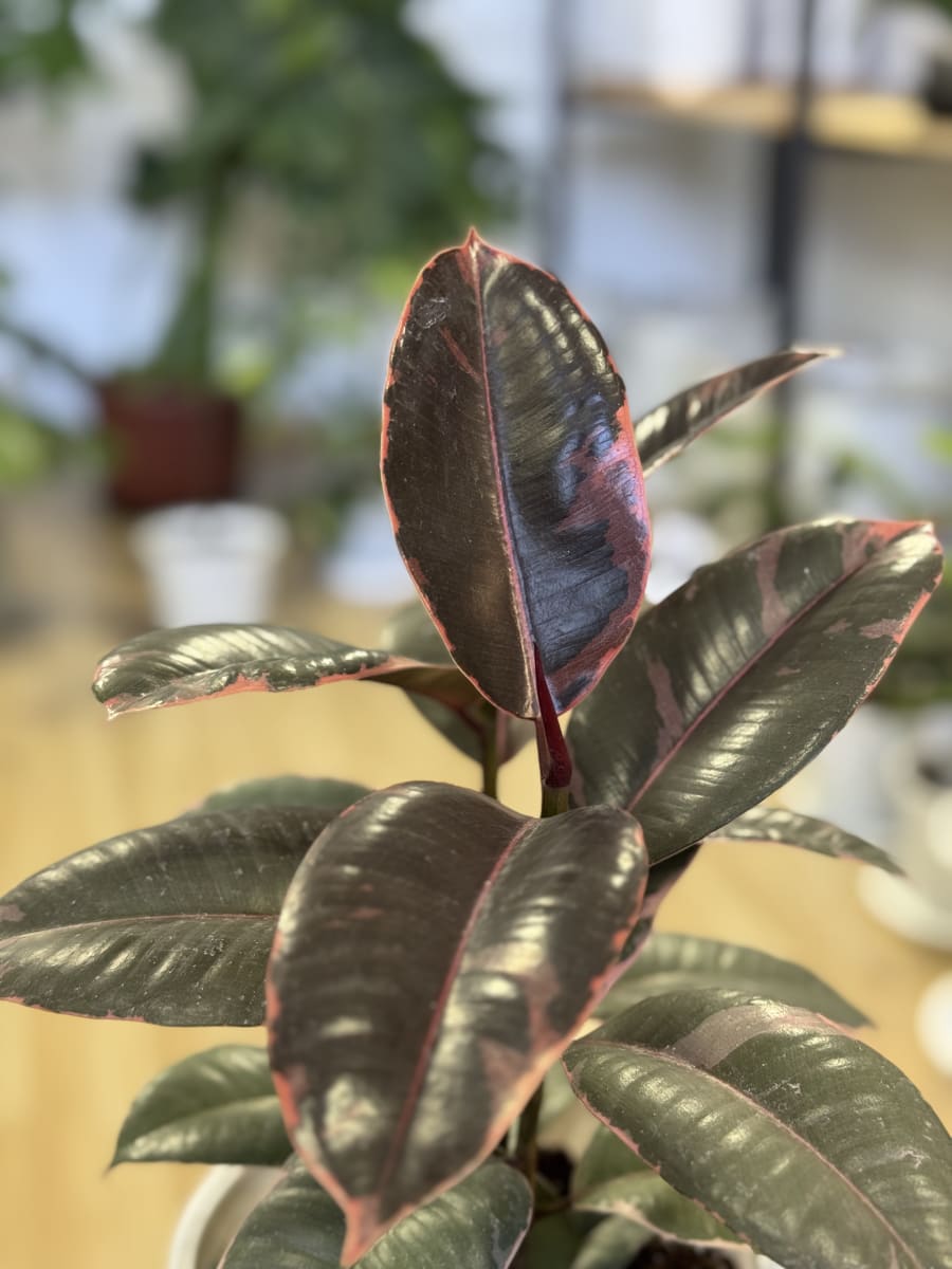 GOMERO RUBY (Ficus elastica Ruby)1