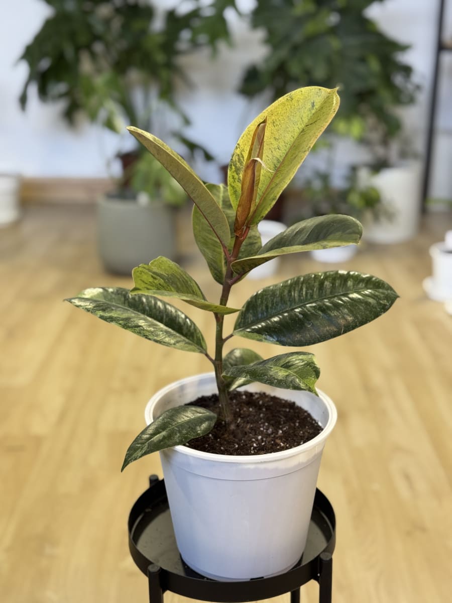 GOMERO SHIVEREANA (Ficus elastica Shivereana)2