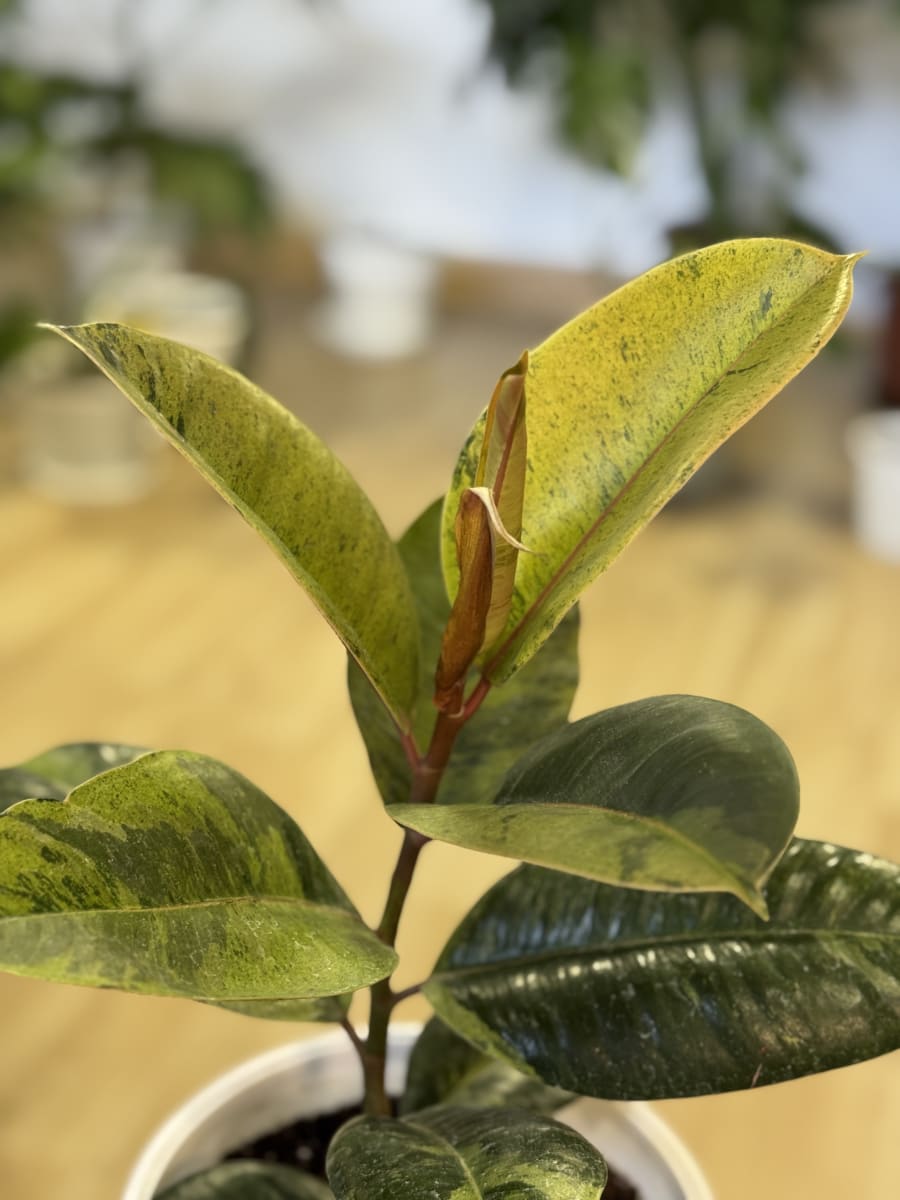 GOMERO SHIVEREANA (Ficus elastica Shivereana)1