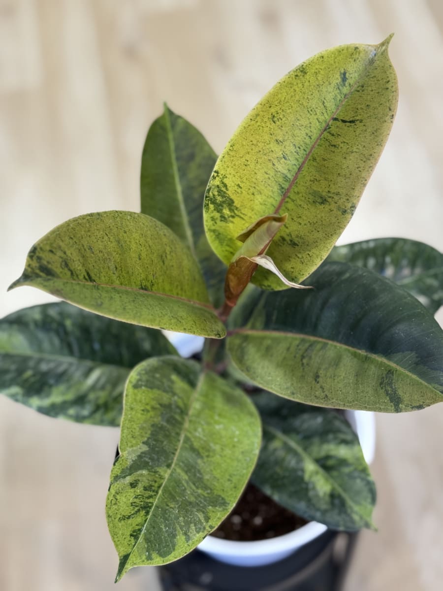 GOMERO SHIVEREANA (Ficus elastica Shivereana)3