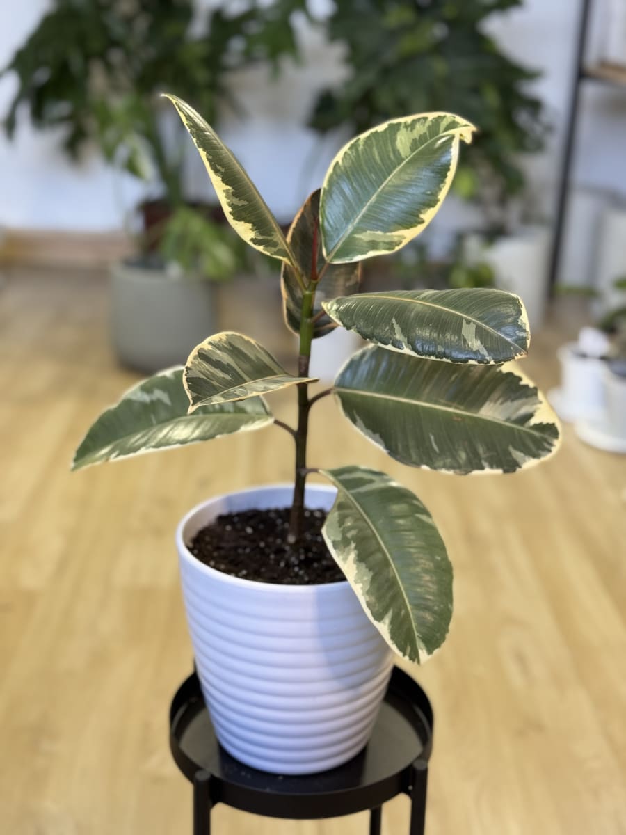 GOMERO TINEKE (Ficus elastica Tineke)1