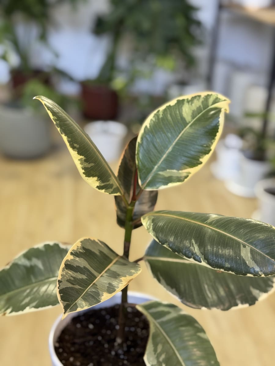 GOMERO TINEKE (Ficus elastica Tineke)2