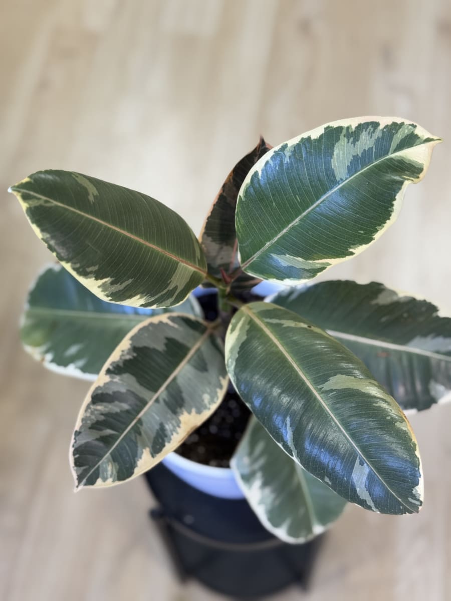 GOMERO TINEKE (Ficus elastica Tineke)3