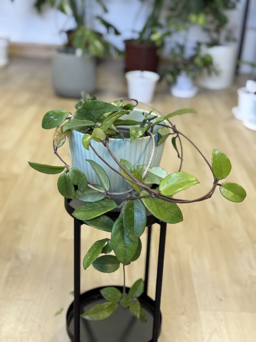 HOYA CARNOSA (CLEPIA)2