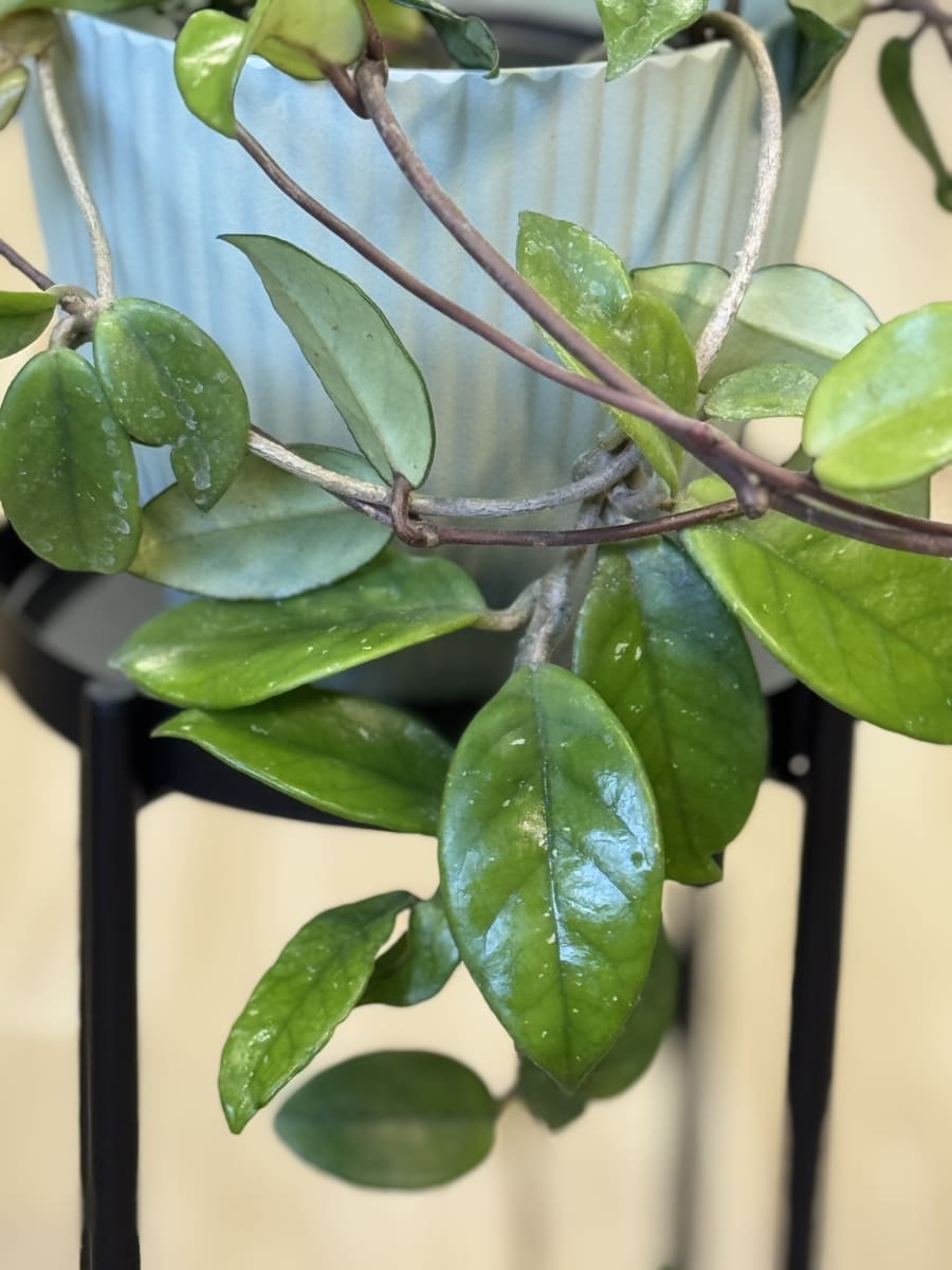 HOYA CARNOSA (CLEPIA)1