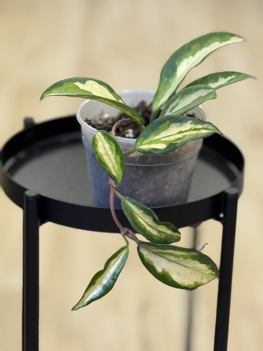 HOYA CARNOSA KRIMSON PRINCESS1