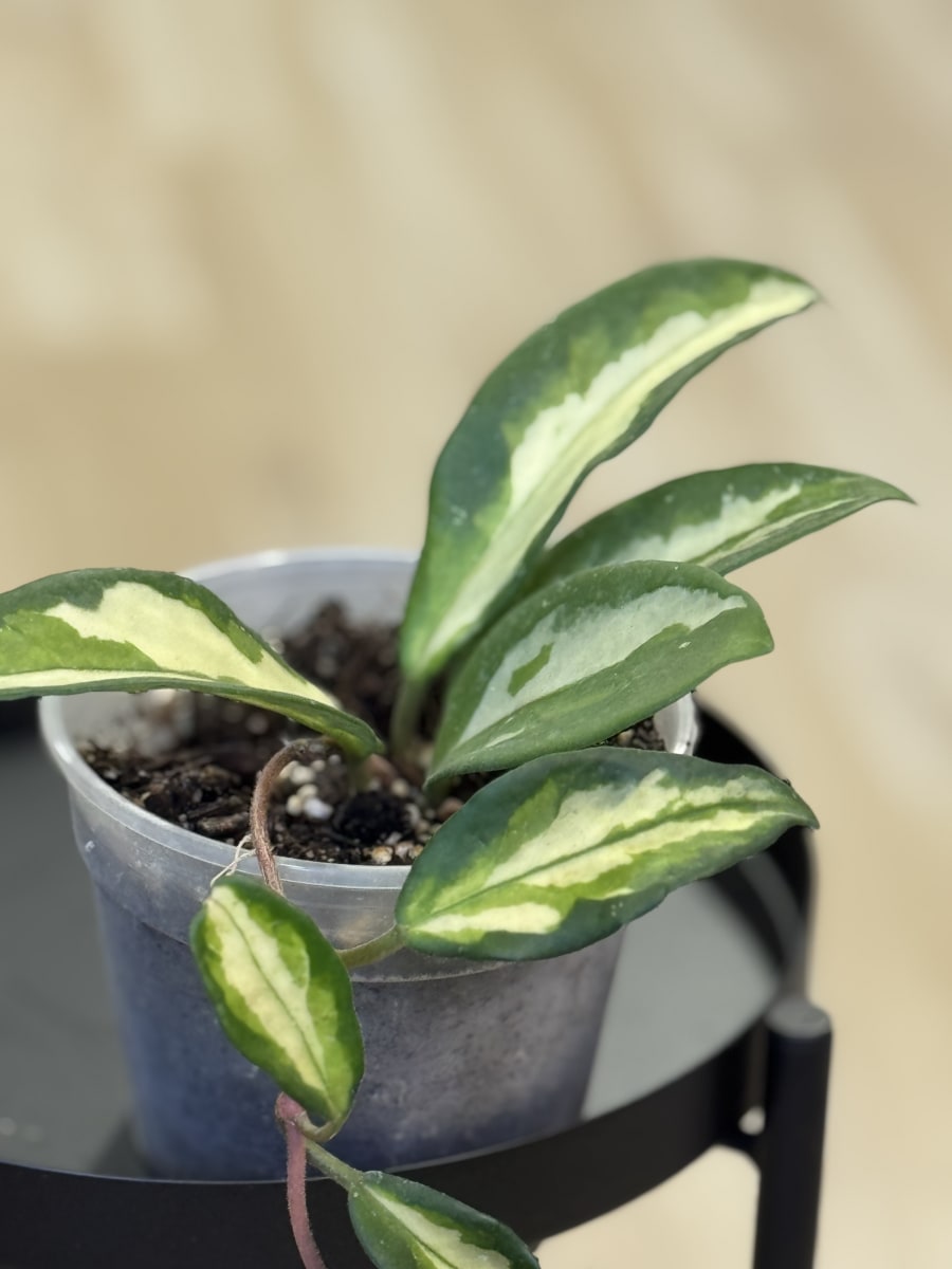 HOYA CARNOSA KRIMSON PRINCESS2