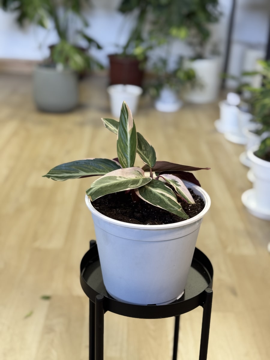 MARANTHA CTENANTHE OPPENHEIMIANA3