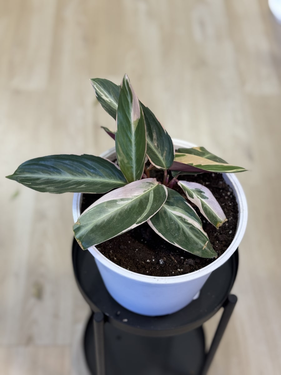 MARANTHA CTENANTHE OPPENHEIMIANA1