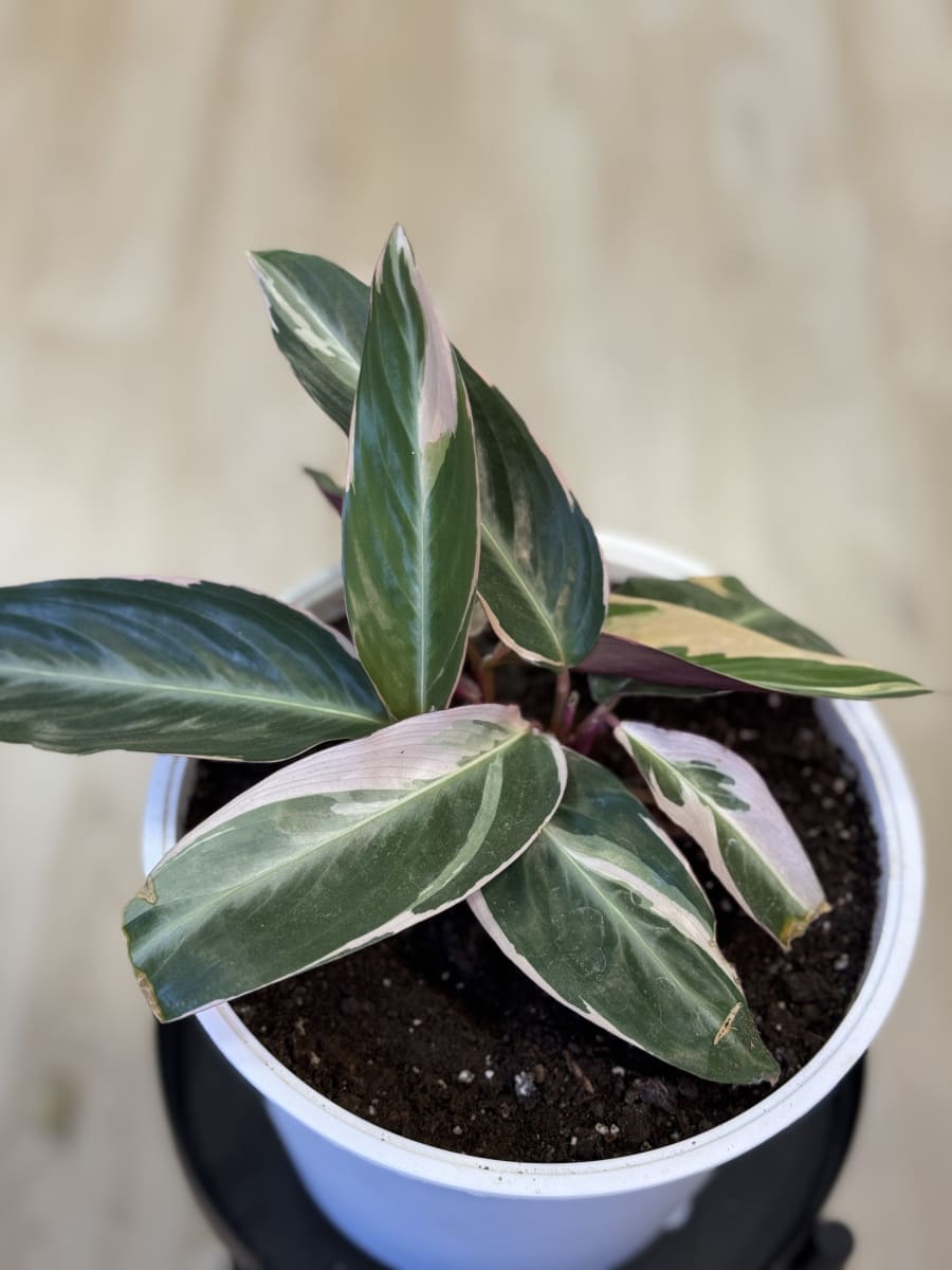 MARANTHA CTENANTHE OPPENHEIMIANA2