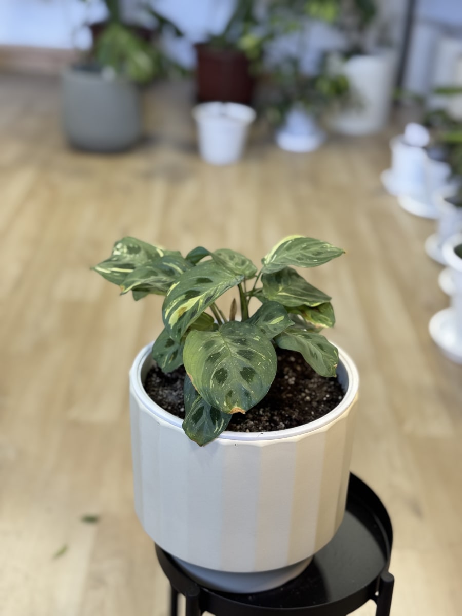 MARANTHA KERCHOVEANA VARIEGADA1