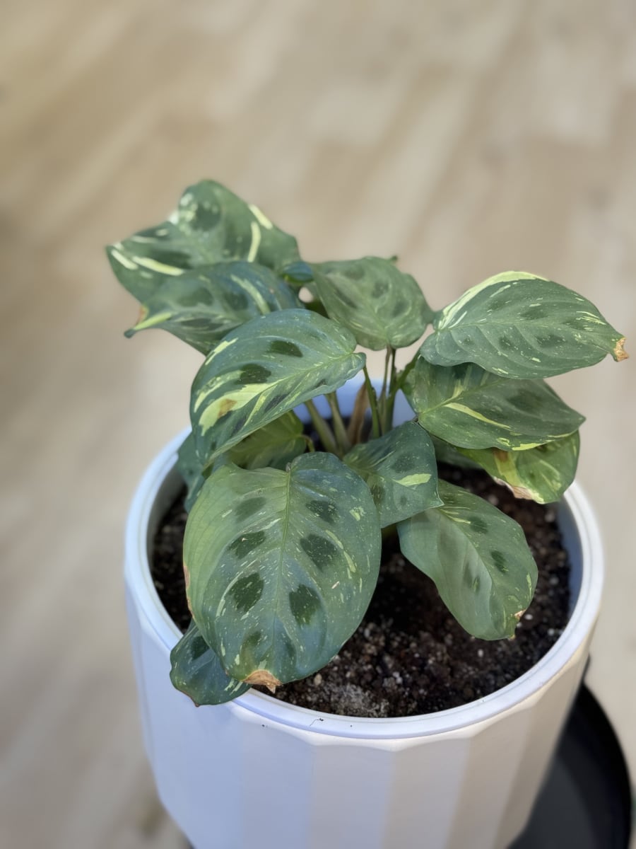 MARANTHA KERCHOVEANA VARIEGADA2