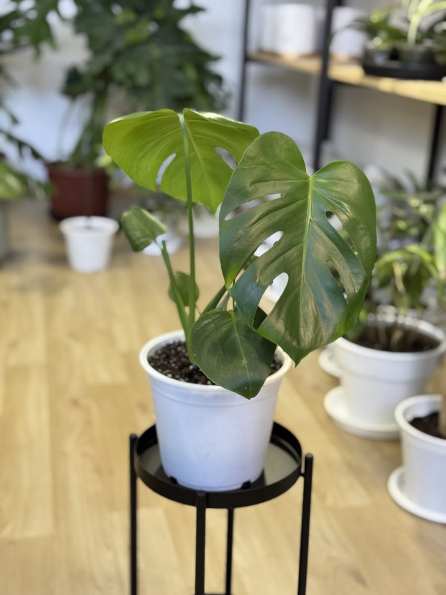 PHILODENDRON MONSTERA DELICIOSA3