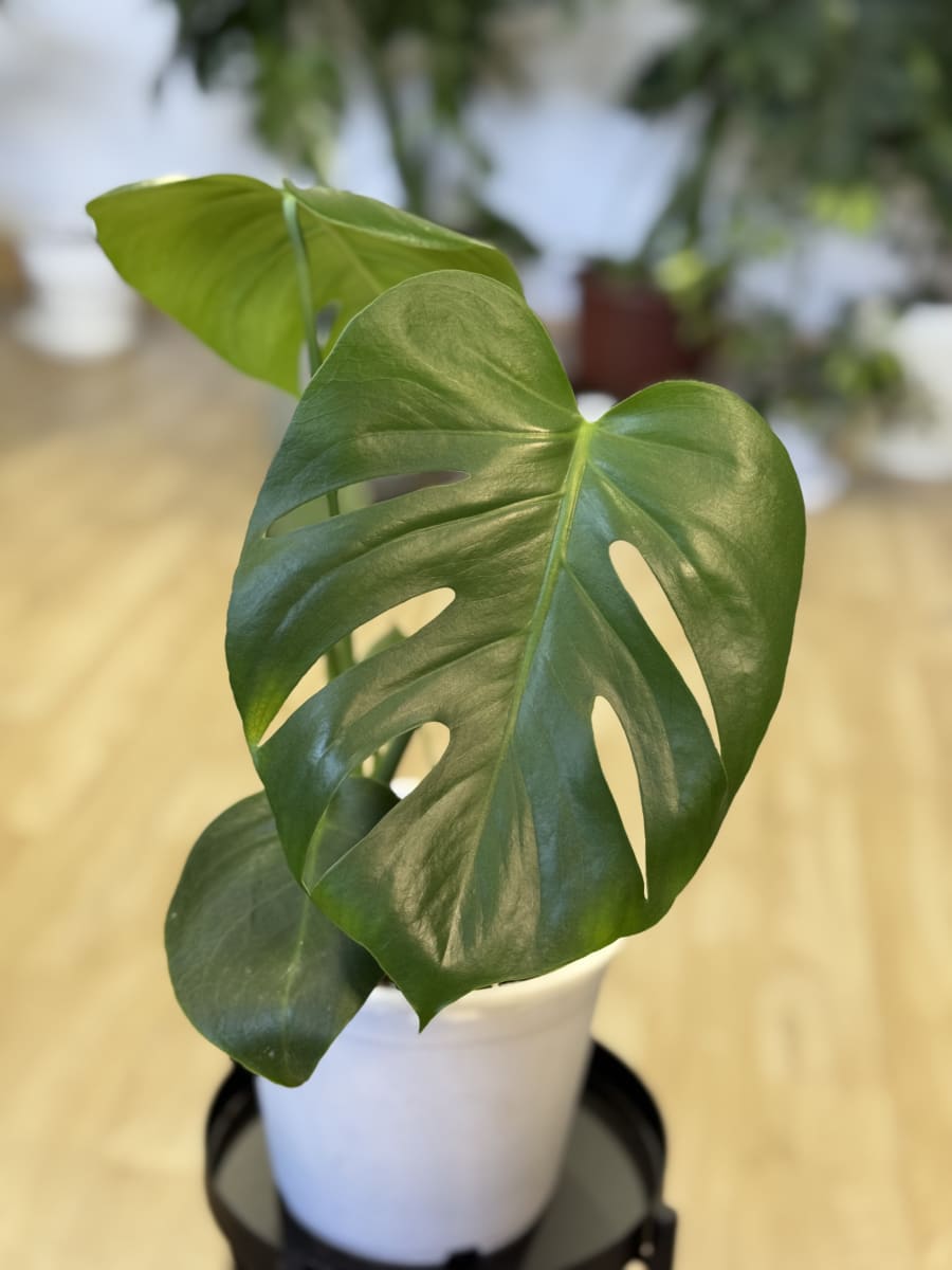 PHILODENDRON MONSTERA DELICIOSA1